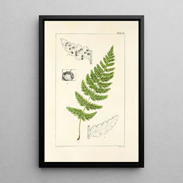A Century of Ferns Pl53 - William Jackson Hooker — framed artwork on a wall