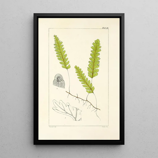 A Century of Ferns Pl54 - William Jackson Hooker — framed artwork on a wall