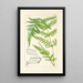 A Century of Ferns Pl55 - William Jackson Hooker — framed artwork on a wall