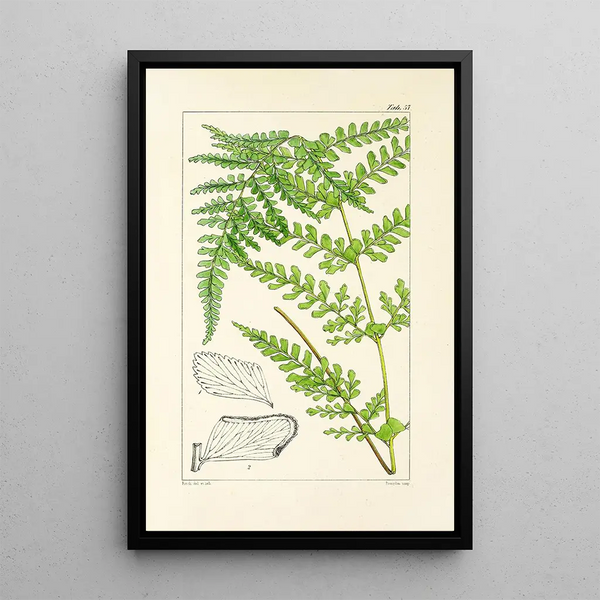 A Century of Ferns Pl55 - William Jackson Hooker — framed artwork on a wall