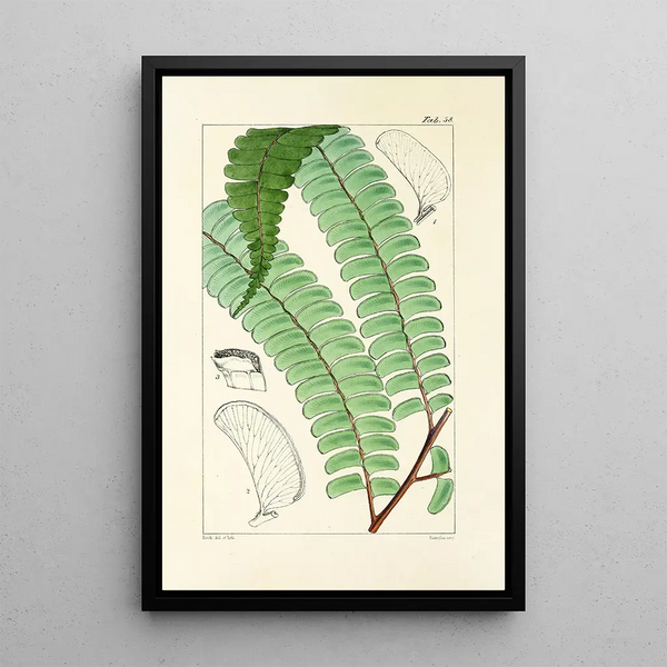 A Century of Ferns Pl56 - William Jackson Hooker — framed artwork on a wall