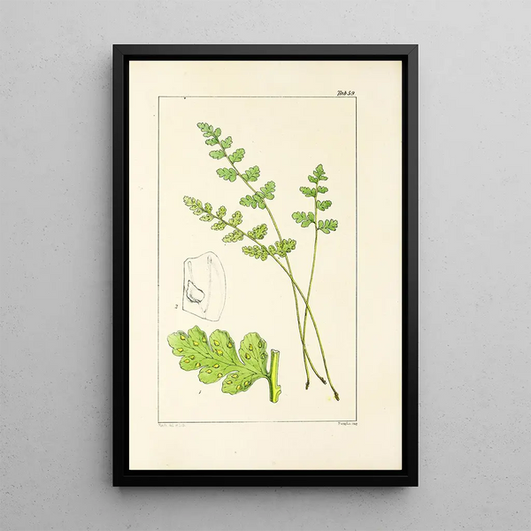 A Century of Ferns Pl57 - William Jackson Hooker — framed artwork on a wall