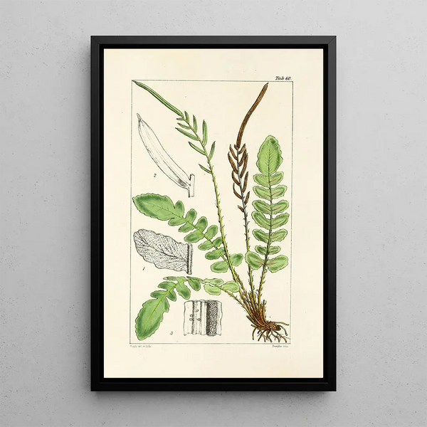 A Century of Ferns Pl58 - William Jackson Hooker — framed artwork on a wall