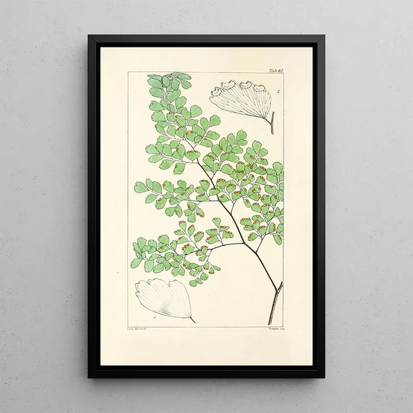 A Century of Ferns Pl59 - William Jackson Hooker — framed artwork on a wall