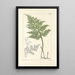 A Century of Ferns Pl60 - William Jackson Hooker — framed artwork on a wall