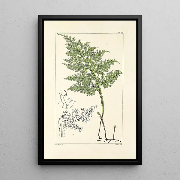 A Century of Ferns Pl60 - William Jackson Hooker — framed artwork on a wall