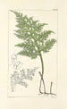 A Century of Ferns Pl60 - William Jackson Hooker — artwork view