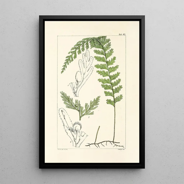 A Century of Ferns Pl61 - William Jackson Hooker — framed artwork on a wall