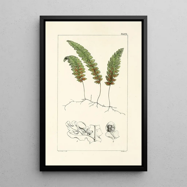 A Century of Ferns Pl62 - William Jackson Hooker — framed artwork on a wall