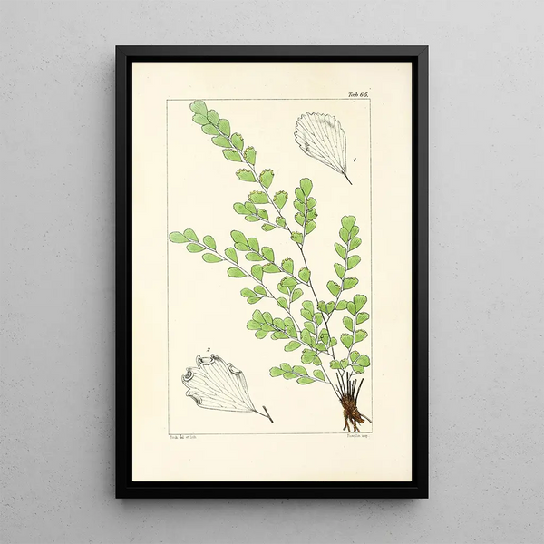 A Century of Ferns Pl63 - William Jackson Hooker — framed artwork on a wall