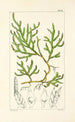 A Century of Ferns Pl64 - William Jackson Hooker — artwork view