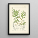 A Century of Ferns Pl64 - William Jackson Hooker — framed artwork on a wall