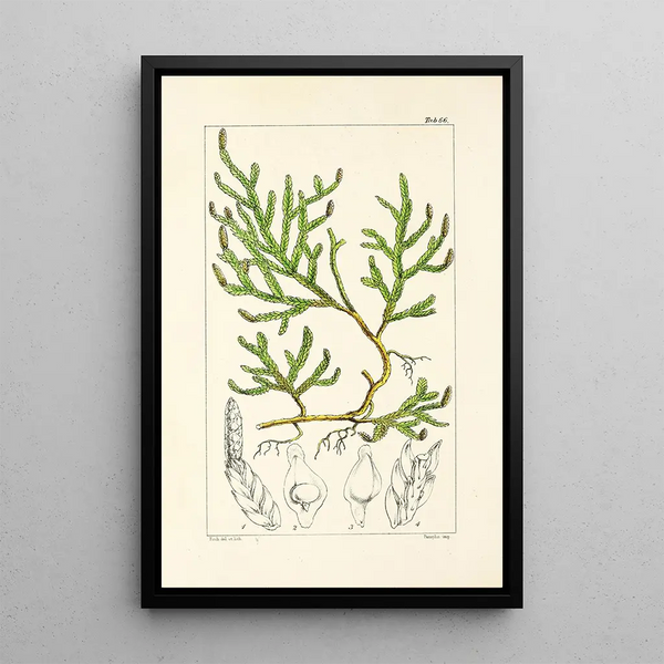 A Century of Ferns Pl64 - William Jackson Hooker — framed artwork on a wall