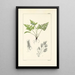 A Century of Ferns Pl65 - William Jackson Hooker — framed artwork on a wall