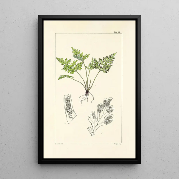 A Century of Ferns Pl65 - William Jackson Hooker — framed artwork on a wall