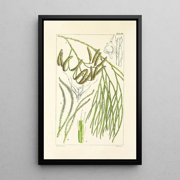 A Century of Ferns Pl66 - William Jackson Hooker — framed artwork on a wall