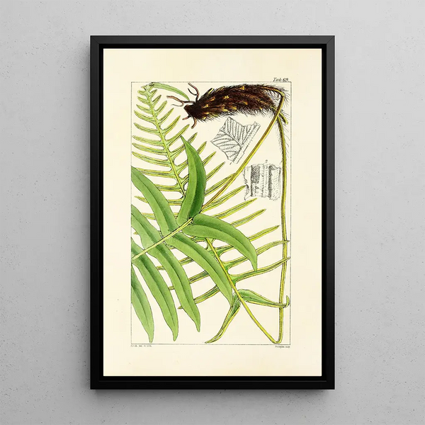 A Century of Ferns Pl67 - William Jackson Hooker — framed artwork on a wall