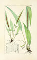 A Century of Ferns Pl68 - William Jackson Hooker — artwork view