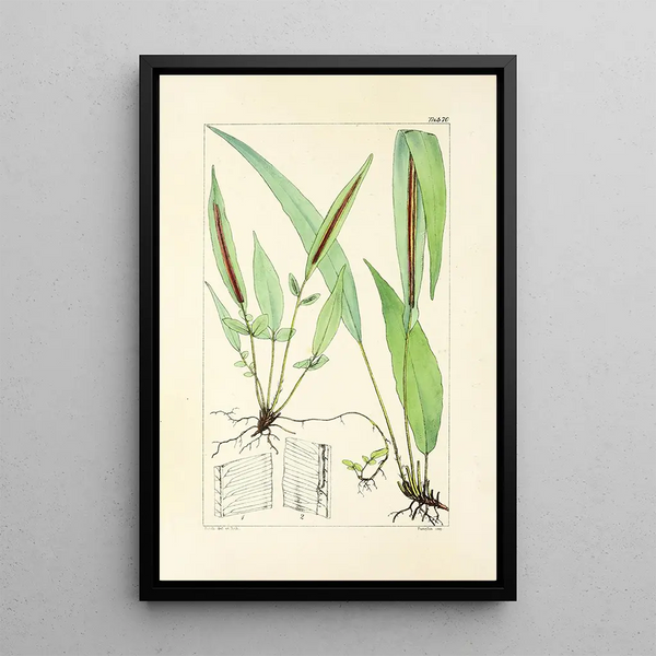 A Century of Ferns Pl68 - William Jackson Hooker — framed artwork on a wall