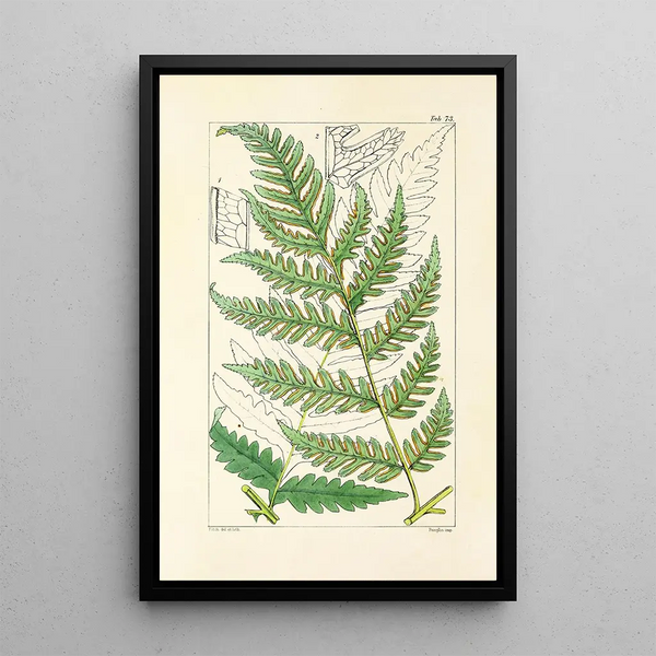A Century of Ferns Pl69 - William Jackson Hooker — framed artwork on a wall