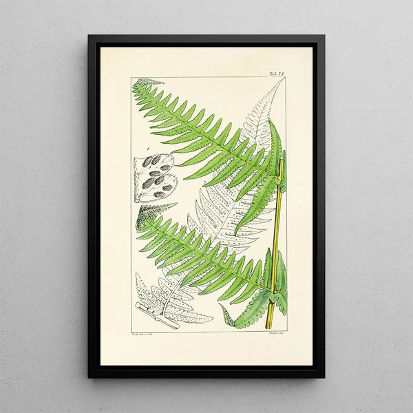 A Century of Ferns Pl70 - William Jackson Hooker — framed artwork on a wall