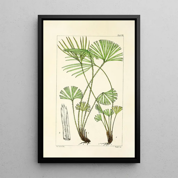 A Century of Ferns Pl71 - William Jackson Hooker — framed artwork on a wall