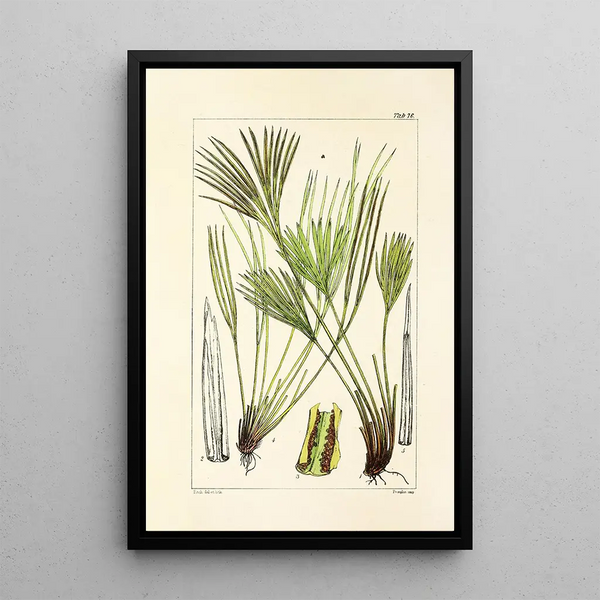 A Century of Ferns Pl72 - William Jackson Hooker — framed artwork on a wall