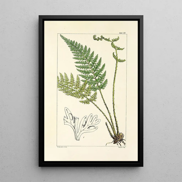 A Century of Ferns Pl73 - William Jackson Hooker — framed artwork on a wall