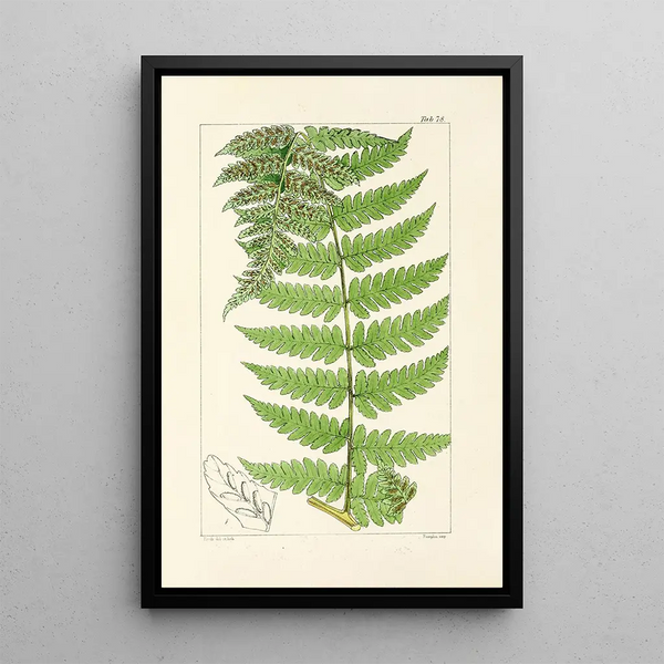 A Century of Ferns Pl74 - William Jackson Hooker — framed artwork on a wall