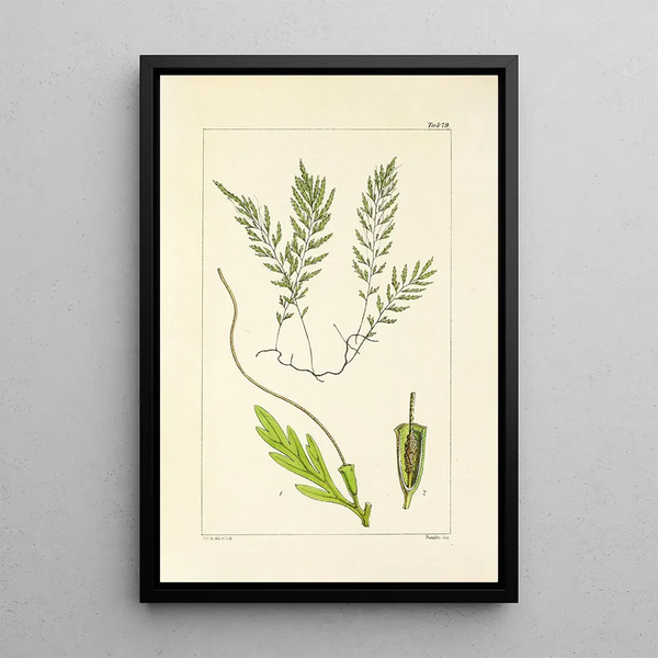 A Century of Ferns Pl75 - William Jackson Hooker — framed artwork on a wall