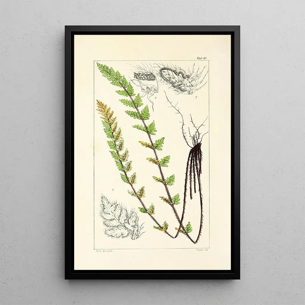 A Century of Ferns Pl76 - William Jackson Hooker — framed artwork on a wall