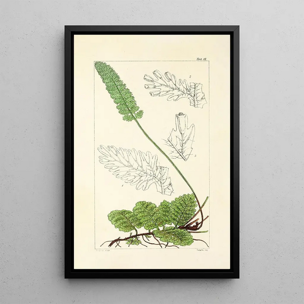 A Century of Ferns Pl77 - William Jackson Hooker — framed artwork on a wall