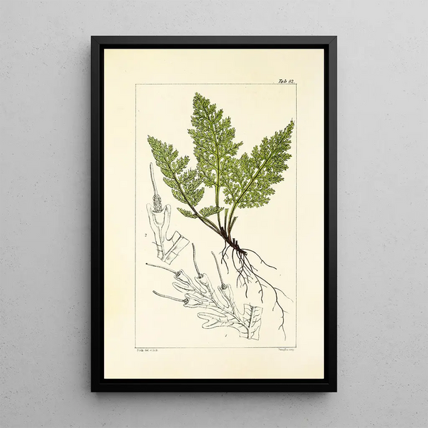 A Century of Ferns Pl78 - William Jackson Hooker — framed artwork on a wall