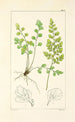 A Century of Ferns Pl79 - William Jackson Hooker — artwork view