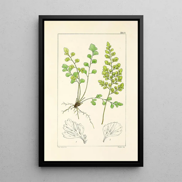A Century of Ferns Pl79 - William Jackson Hooker — framed artwork on a wall