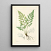 A Century of Ferns Pl80 - William Jackson Hooker — framed artwork on a wall