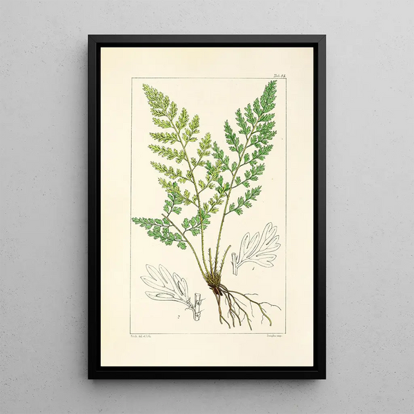 A Century of Ferns Pl80 - William Jackson Hooker — framed artwork on a wall