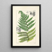A Century of Ferns Pl81 - William Jackson Hooker — framed artwork on a wall