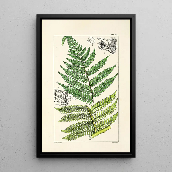 A Century of Ferns Pl81 - William Jackson Hooker — framed artwork on a wall