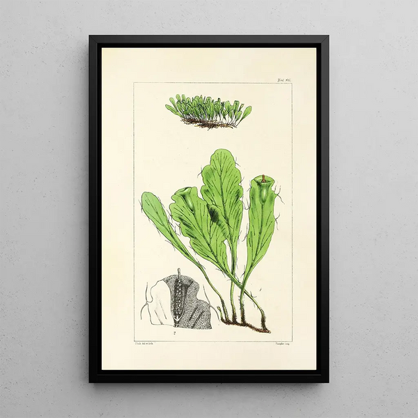 A Century of Ferns Pl82 - William Jackson Hooker — framed artwork on a wall