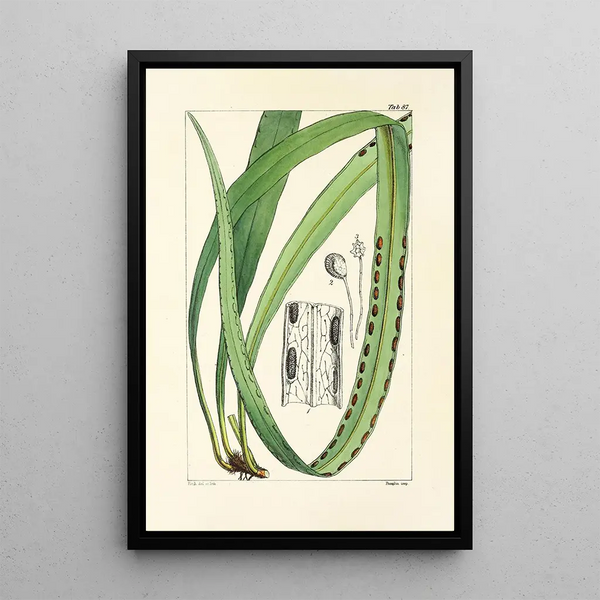 A Century of Ferns Pl83 - William Jackson Hooker — framed artwork on a wall