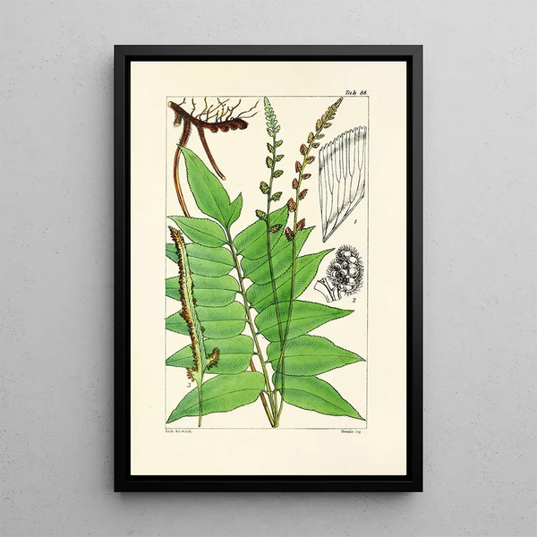 A Century of Ferns Pl84 - William Jackson Hooker — framed artwork on a wall