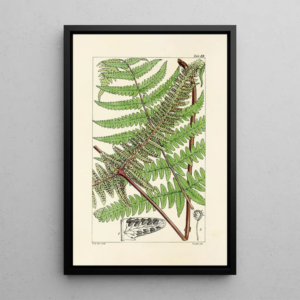 A Century of Ferns Pl85 - William Jackson Hooker — framed artwork on a wall