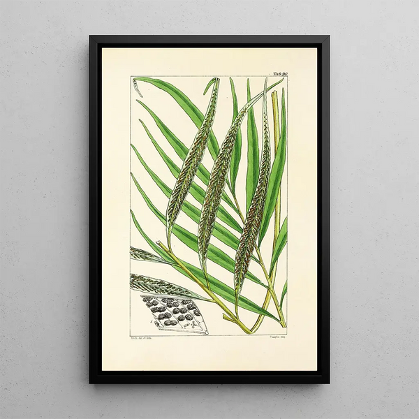 A Century of Ferns Pl86 - William Jackson Hooker — framed artwork on a wall