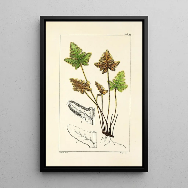 A Century of Ferns Pl87 - William Jackson Hooker — framed artwork on a wall