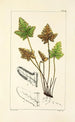 A Century of Ferns Pl87 - William Jackson Hooker — artwork view