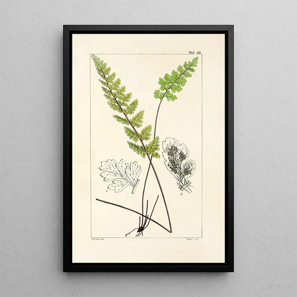A Century of Ferns Pl88 - William Jackson Hooker — framed artwork on a wall