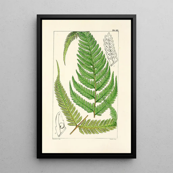 A Century of Ferns Pl89 - William Jackson Hooker — framed artwork on a wall