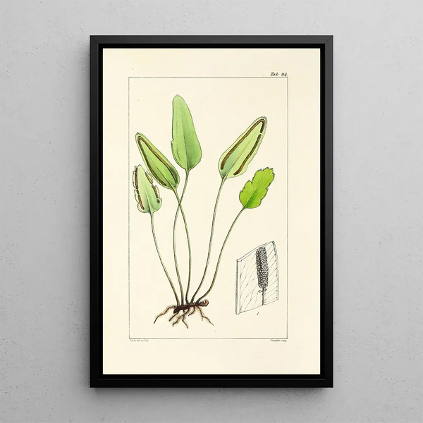 A Century of Ferns Pl90 - William Jackson Hooker — framed artwork on a wall