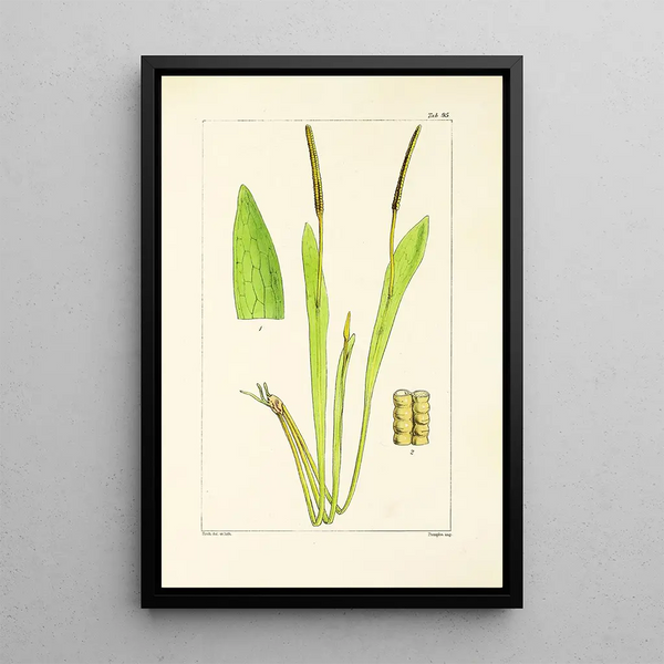 A Century of Ferns Pl91 - William Jackson Hooker — framed artwork on a wall